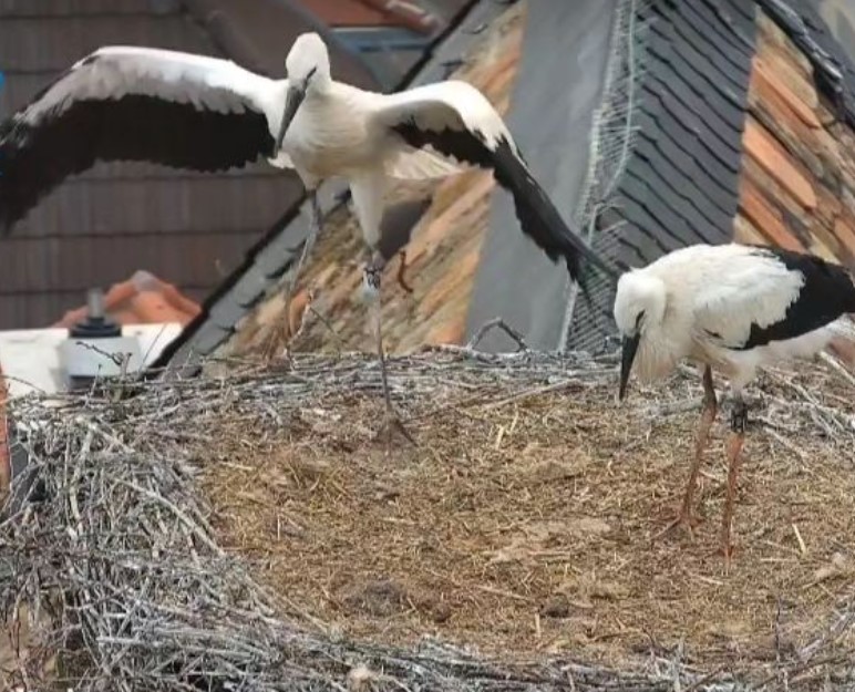 Flugversuch Freinsheimer Störche